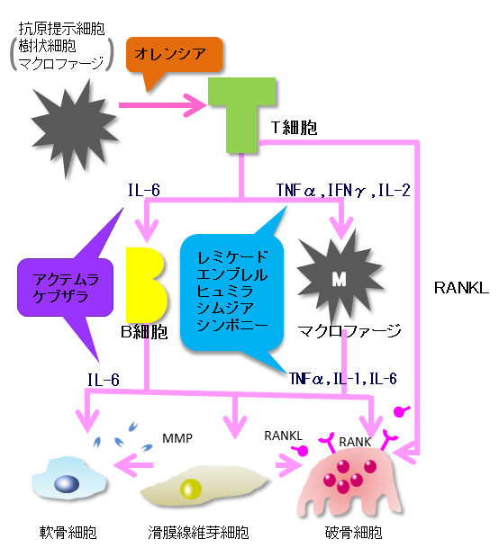 関節リウマチ 生物学的製剤とは 公益財団法人日本リウマチ財団