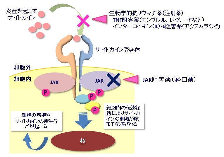 JAK阻害薬