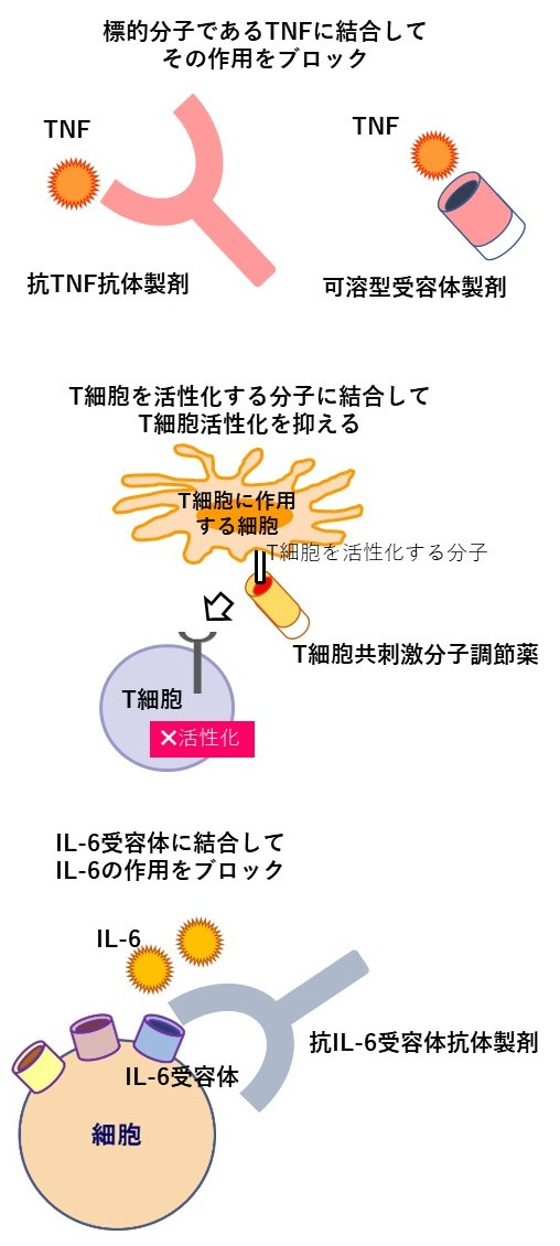 生物学的製剤はどのように働くか？