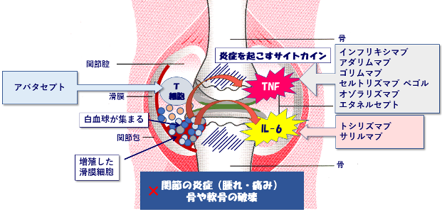 生物学的製剤の作用