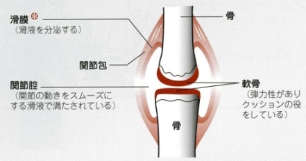 正常な関節