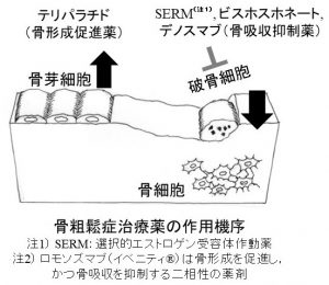 骨粗鬆症治療薬の作用機序